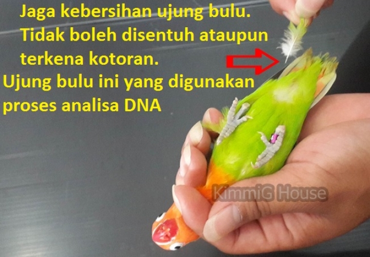 Cara Pengambilan Sample Bulu